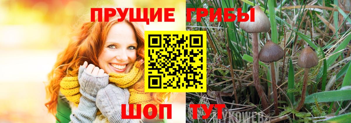 Псилоцибиновые грибы Psilocybe  Вход с VPN  купить закладку  Котельники 